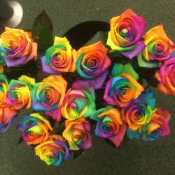 Rainbow roses